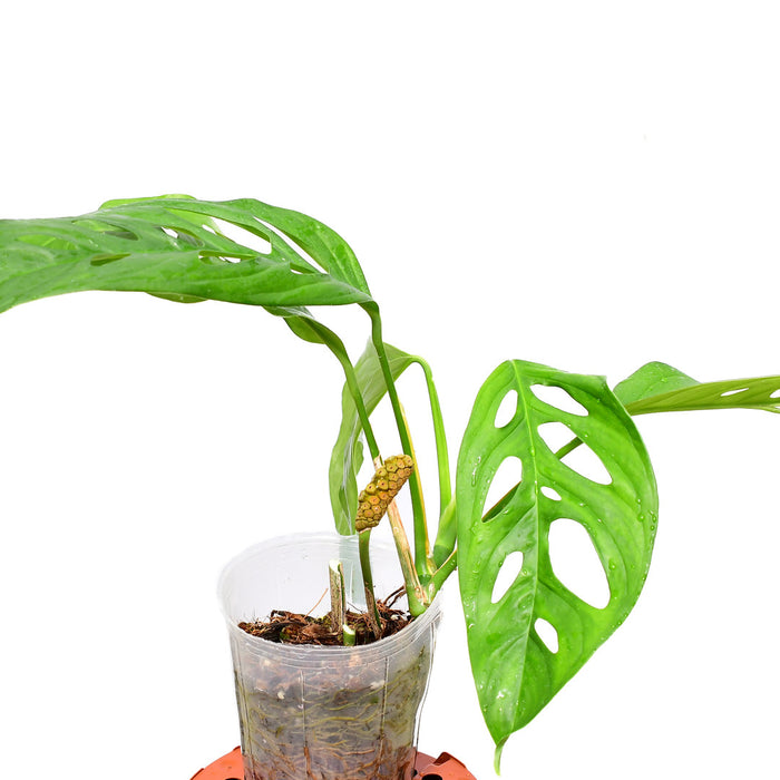 monstera juliusii Monstera obliqua Yasuni