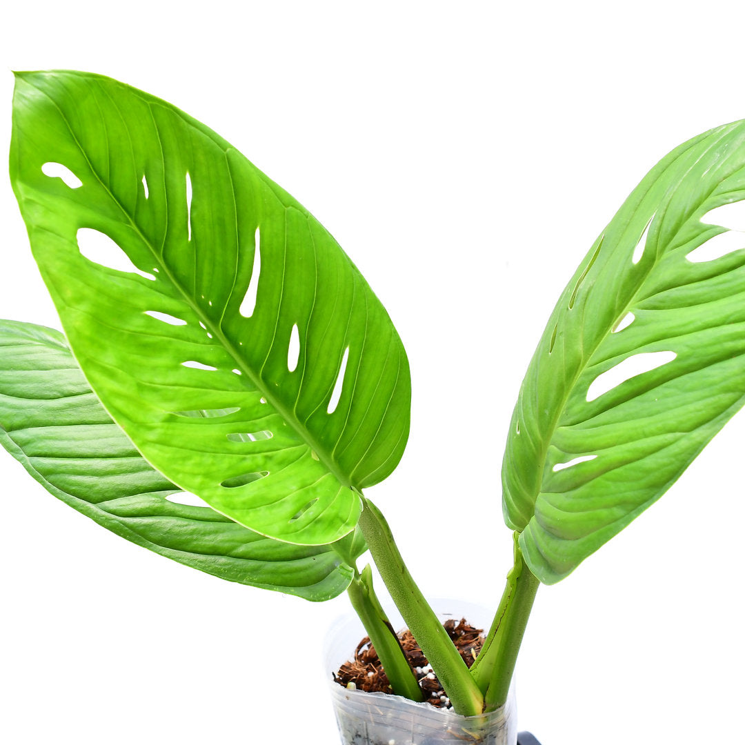 monstera sp Monstera Limon — Ecuagenera USA Corp