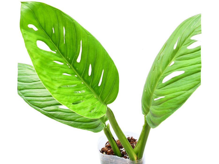 Monstera Limon