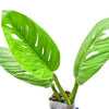 Monstera Limon