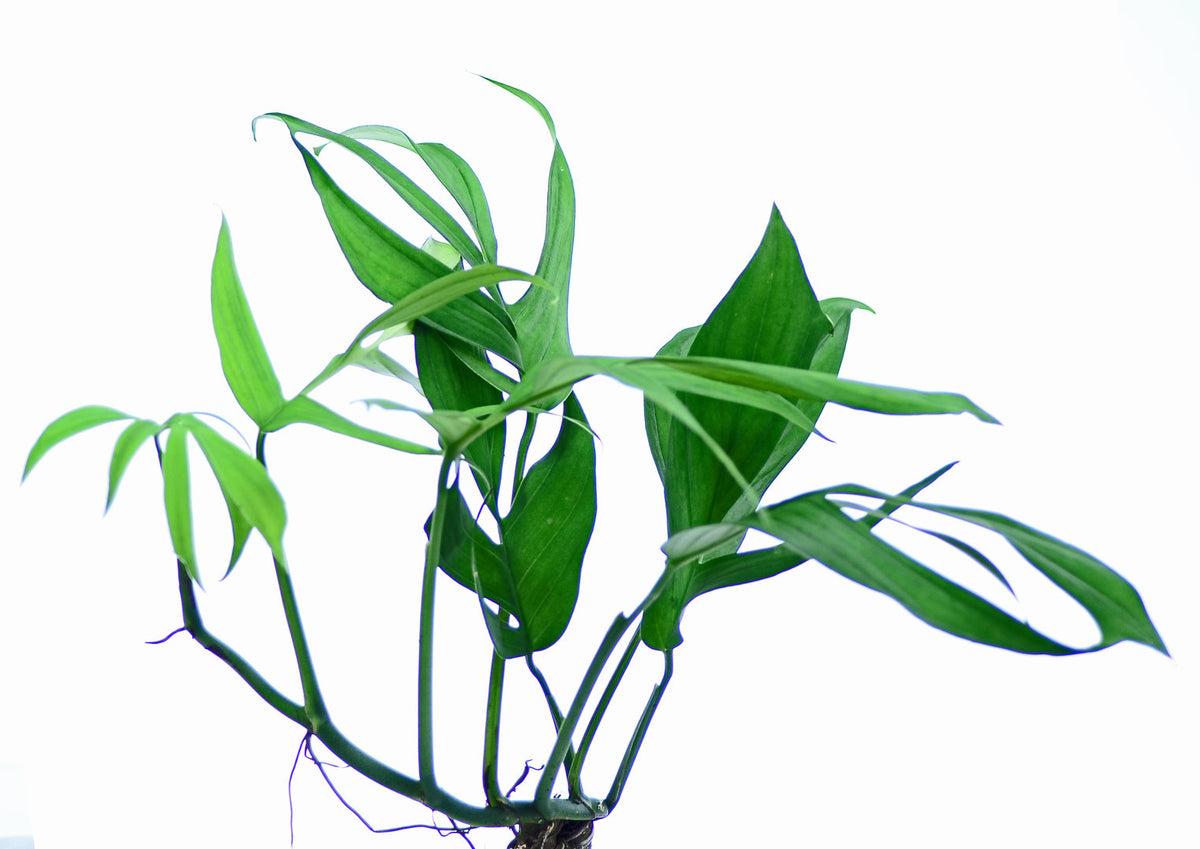 Monstera spruceana — Ecuagenera USA Corp