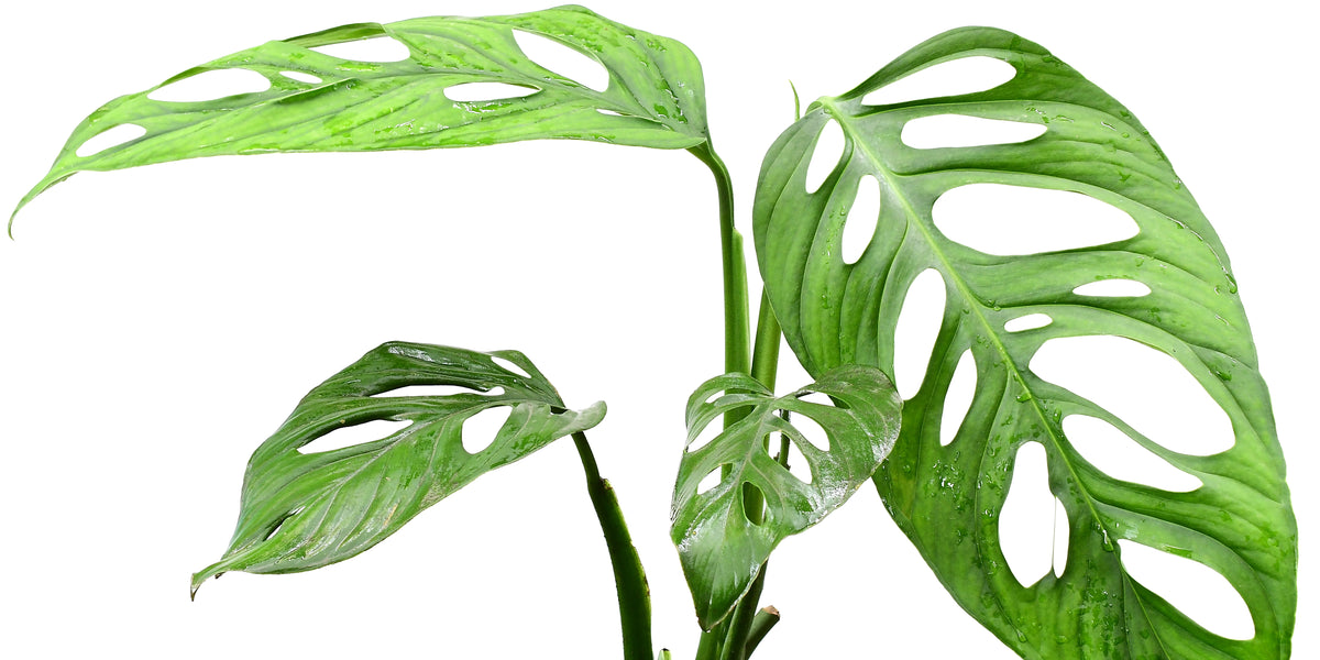 small monstera Monstera Deliciosa Aurea Variegated (Small Form/Borsigiana) *Grower's main image 1