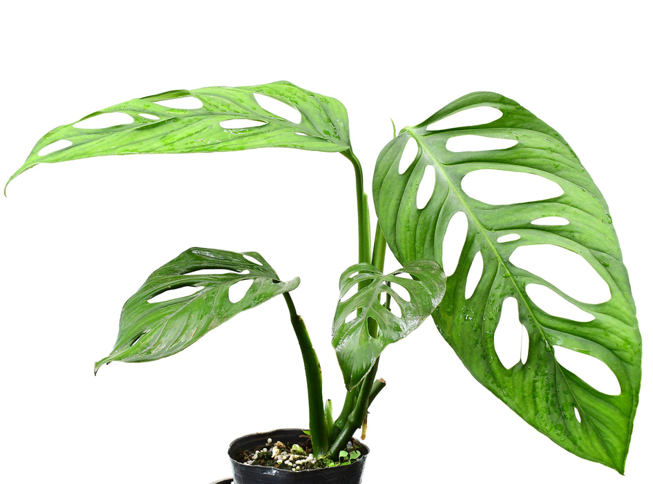 monstera adansonii price Monstera adansonii