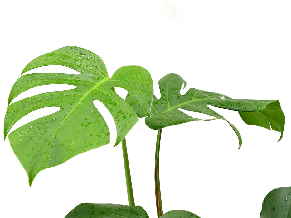 mojave monstera plant Monstera deliciosa - Classic Split-Leaf Plant