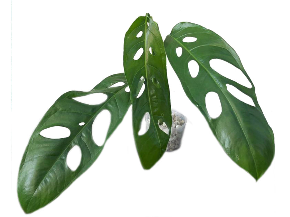 monstera adansonii obliqua Monstera obliqua Amazonas — Ecuagenera USA Corp
