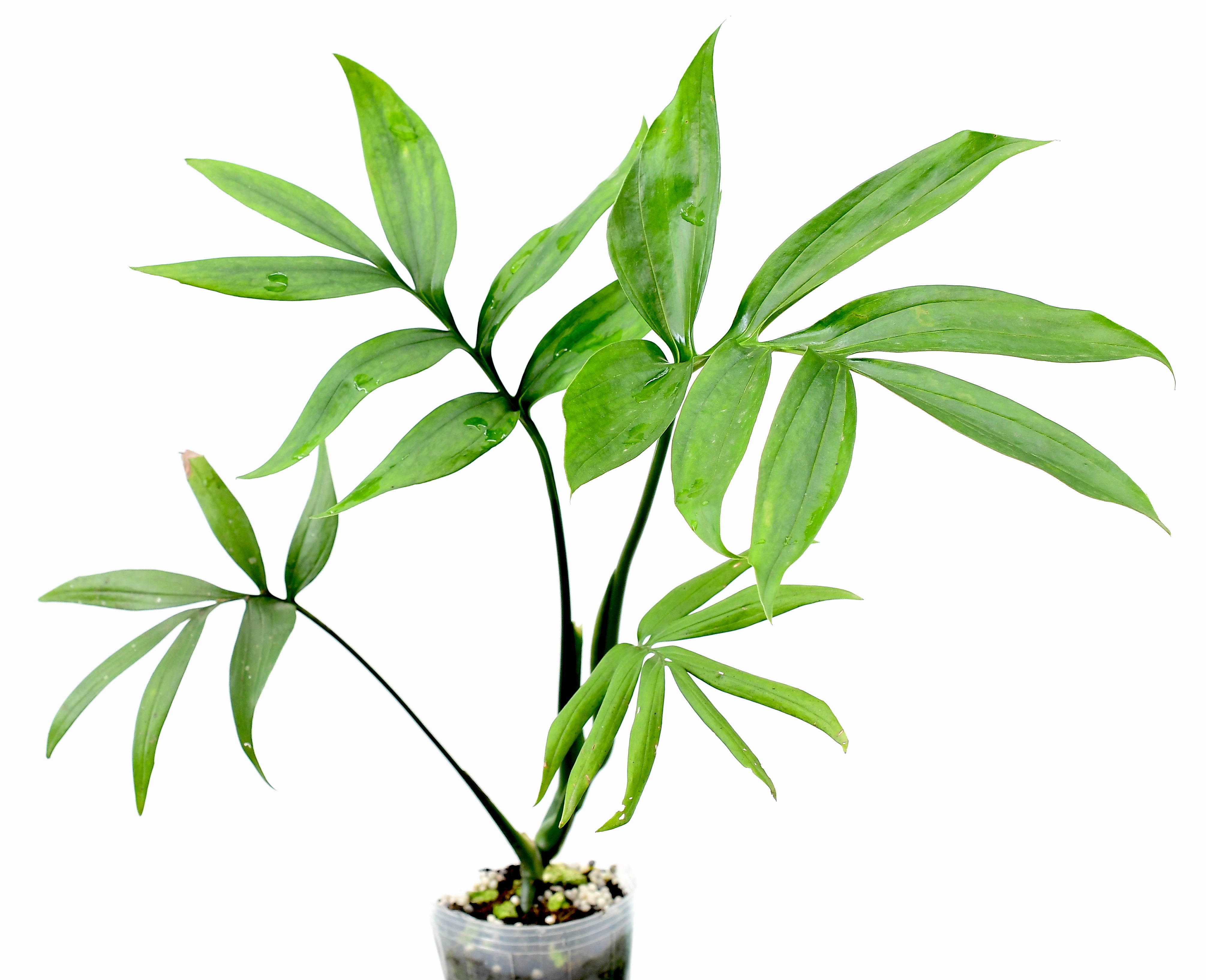Monstera subpinnata
