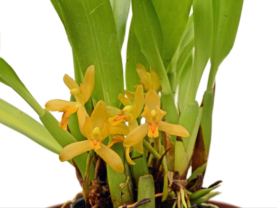 Mormolyca acutifolia