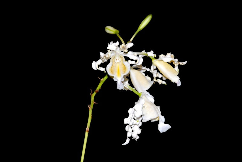 Myrmecophila brysiana f. alba