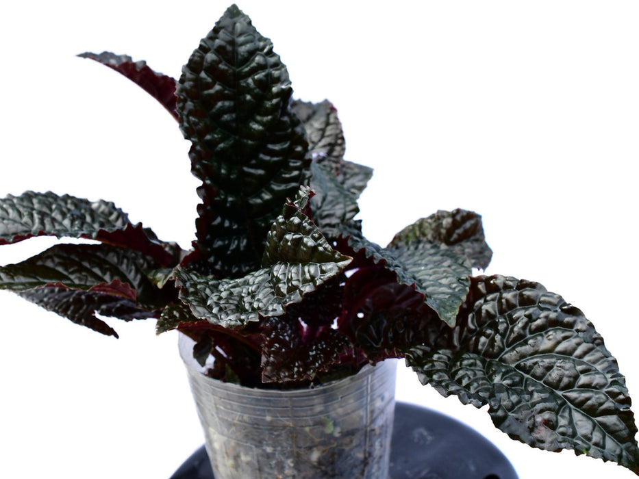 Nautilocalyx bullatus