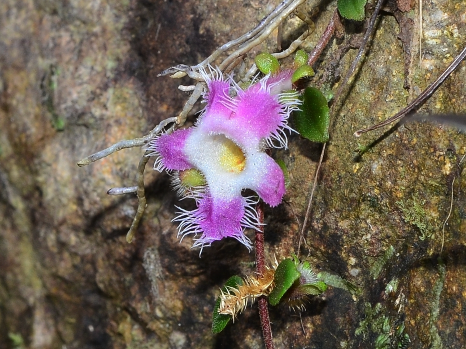 Neomortonia rosea