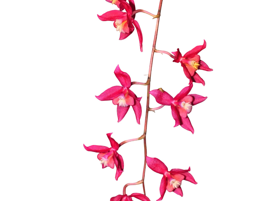 Oncidium Lois Posey