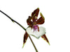 Oncidium cariniferum