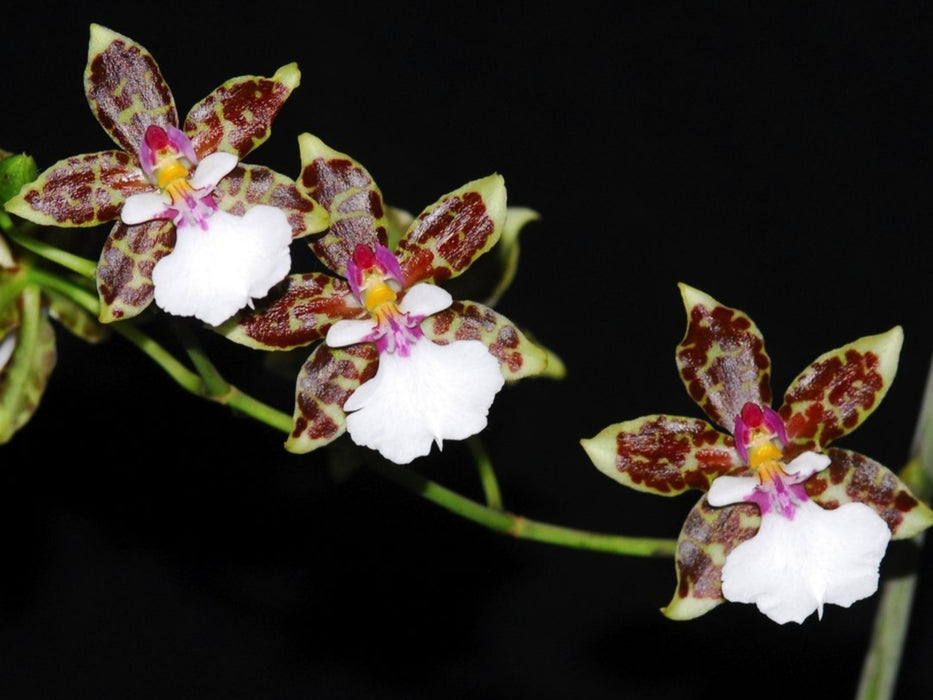 Oncidium leucochilum