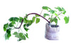 Oxalis vulcanicola