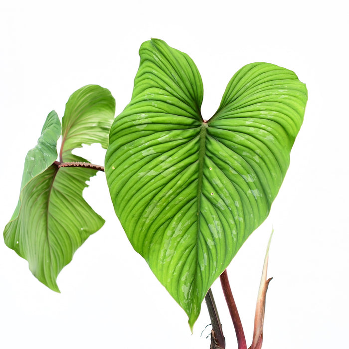 philodendron mamei green Philodendron mamei