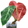 Philodendron verrucosum Amazon Sunset (seedling)