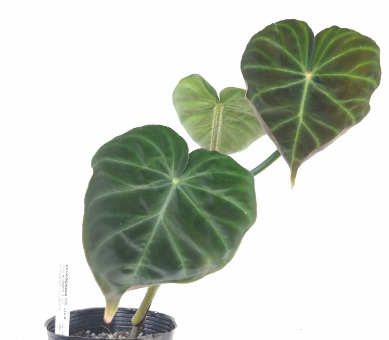 philodendron verrucosum panther Philodendron verrucosum Panther
