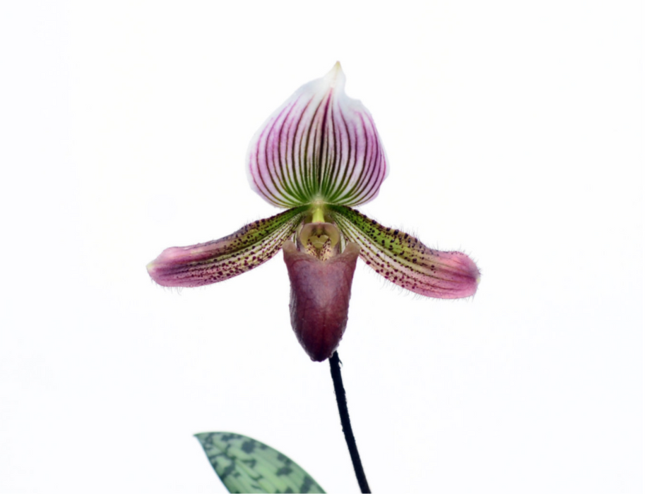 Paphiopedilum callosum type pygmy form