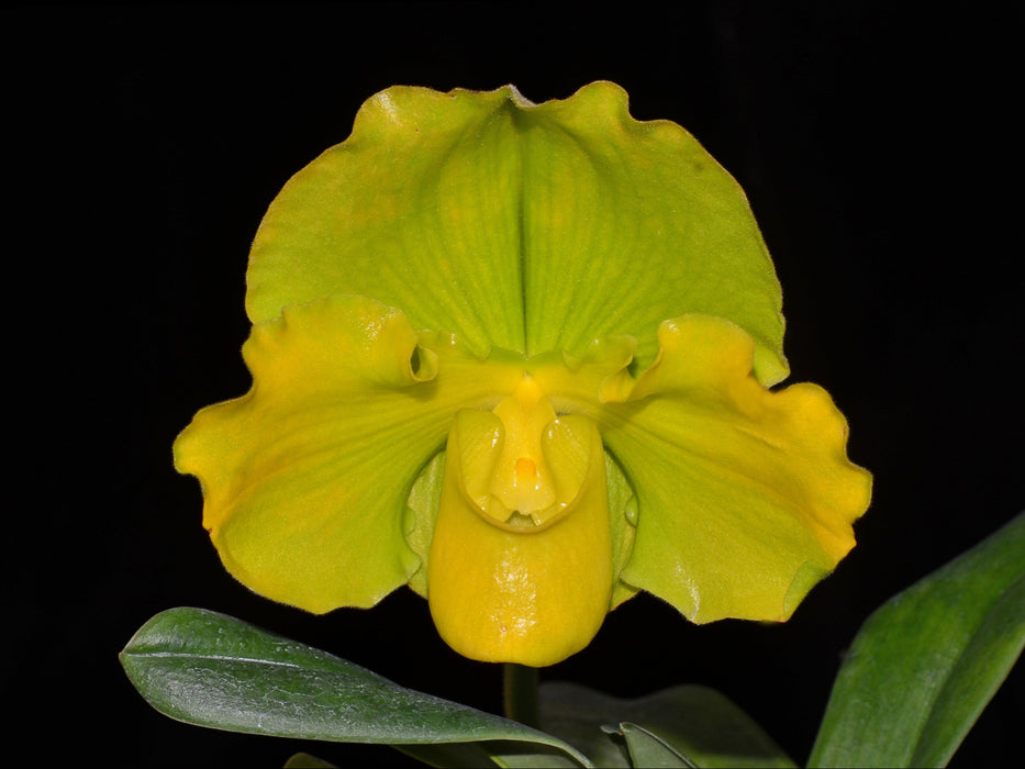 Paphiopedilum Cocoa Green Yearning