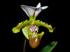 Paphiopedilum spicerianum