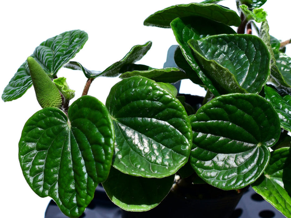 Peperomia albovittata 'Hairy'