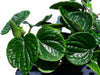 Peperomia albovittata 'Hairy'