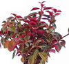 Peperomia bicolor