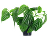 Peperomia sandersii 1