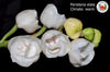 Peristeria elata