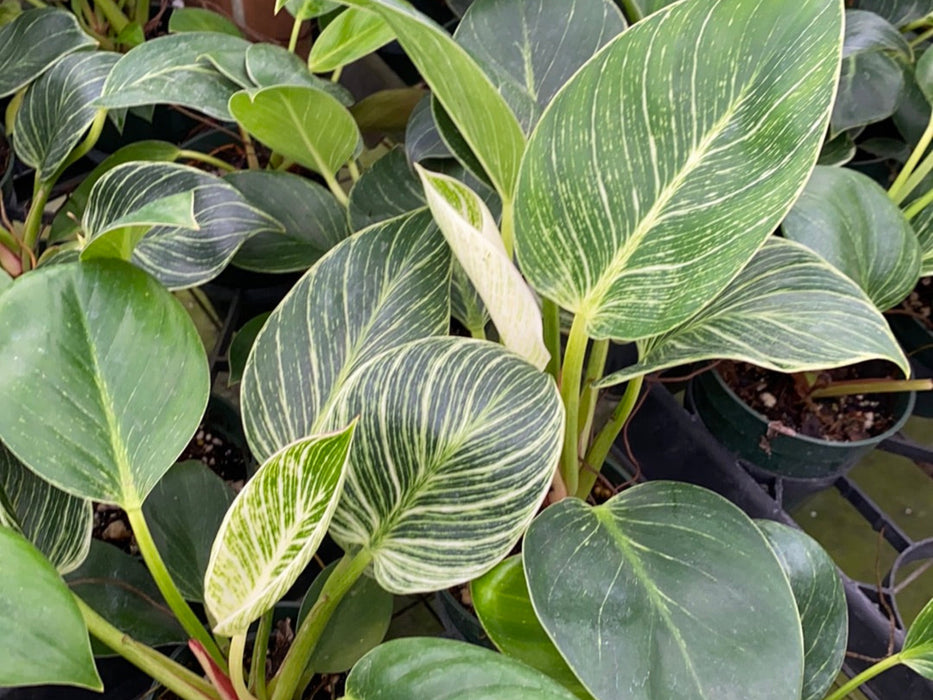 Philodendron Birkin