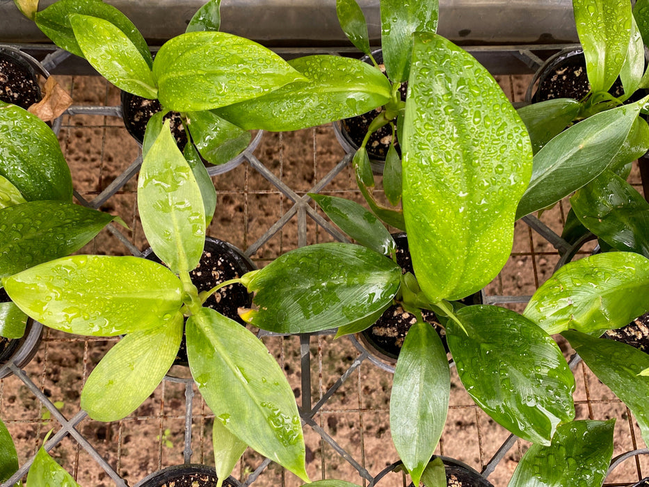 Philodendron linnaei seedling