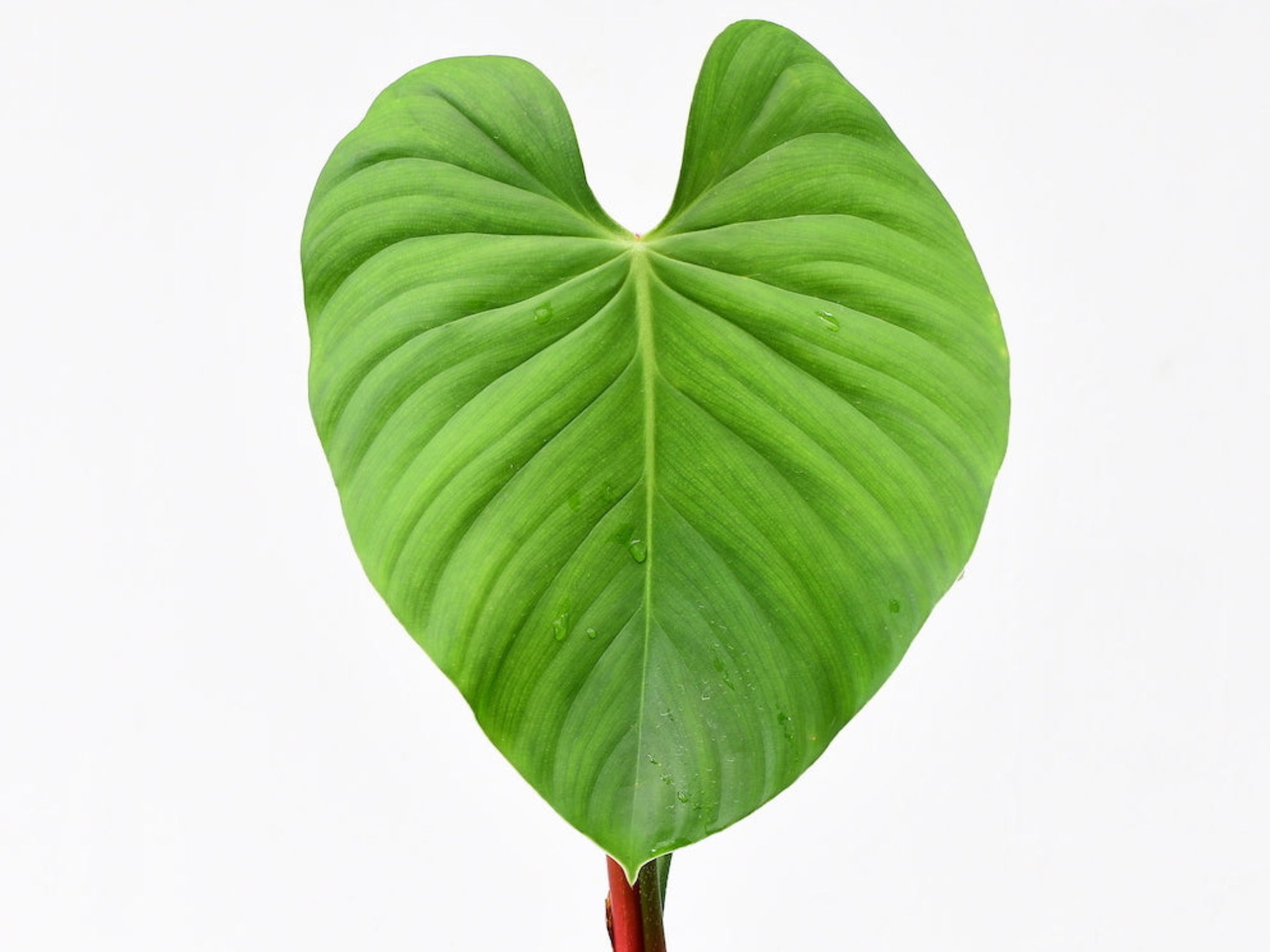 anthurium nangaritense Philodendron nangaritense