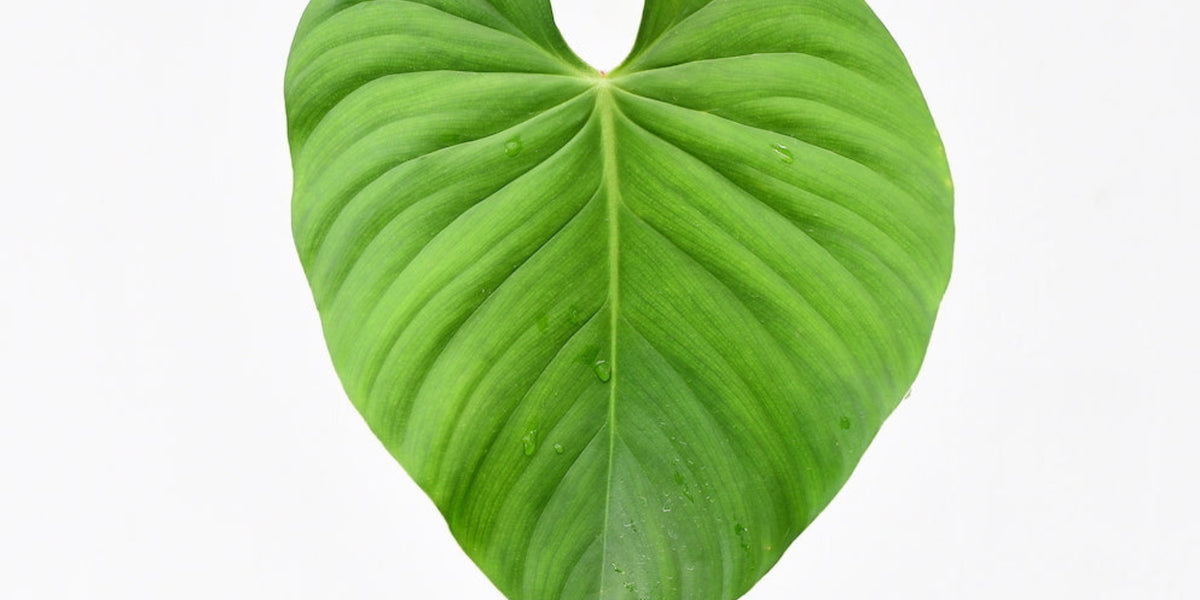 philodendron nangaritense x philodendron werneri Philodendron nangaritense