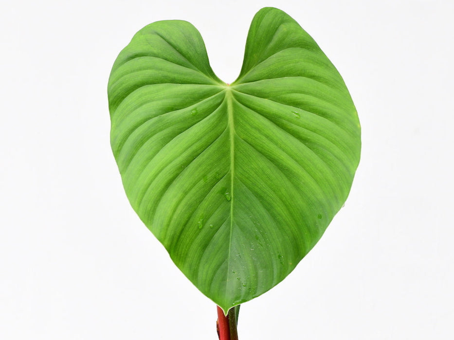 Philodendron nangaritense