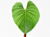 Philodendron nangaritense