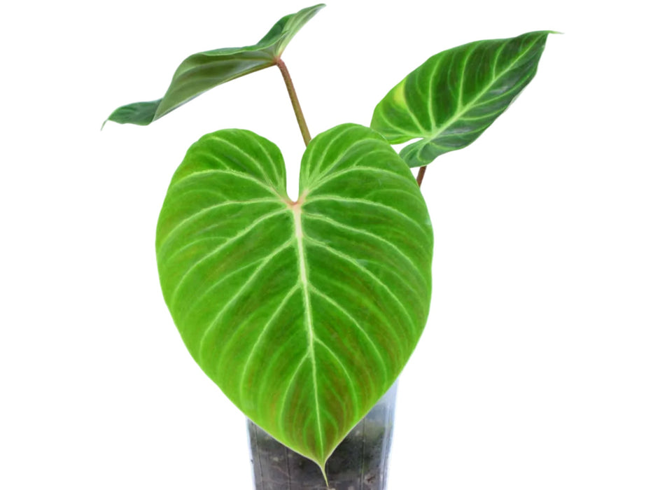 Philodendron verrucosum Amazon Sunset 'Iricolor' (seedling)