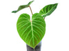 Philodendron verrucosum Amazon Sunset 'Iricolor'