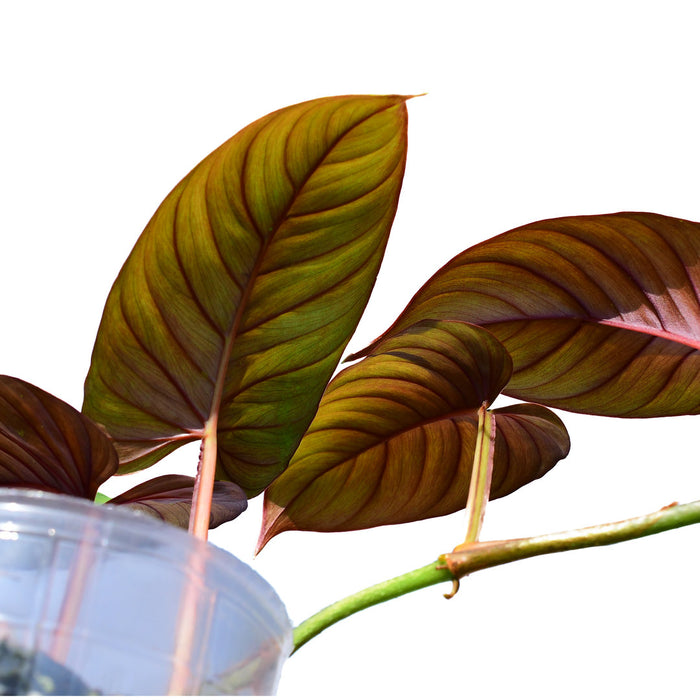 Philodendron ernestii red