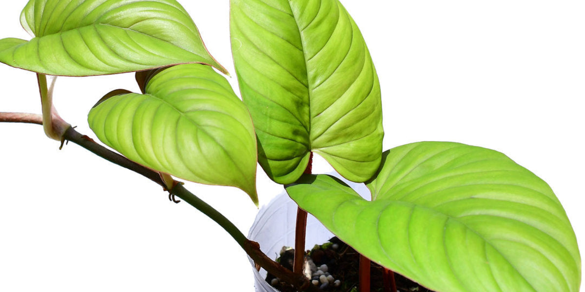 philodendron ernestii red Philodendron ernestii red (seedling)