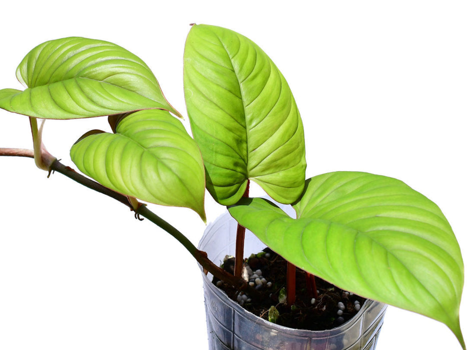Philodendron ernestii red (seedling)