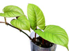 Philodendron ernestii red (seedling)