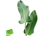 Philodendron longilaminatum