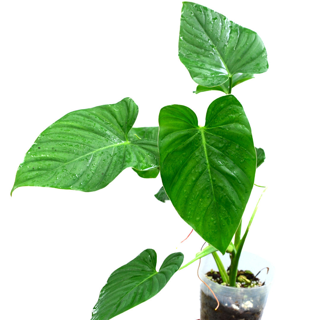 Philodendron alatiundulatum cf — Ecuagenera USA Corp