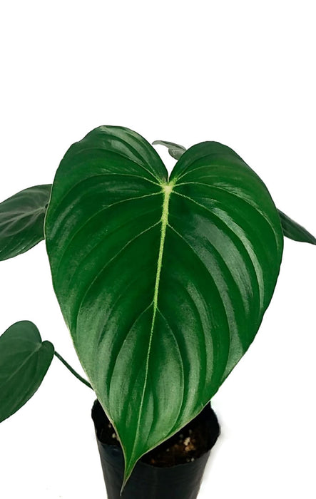 philodendron mcdowell cf Philodendron McDowell cf — Ecuagenera USA Corp