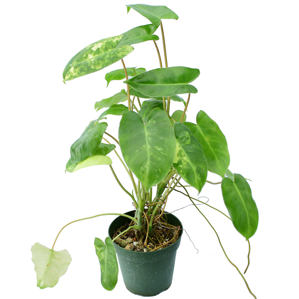EverGrace Philodendron Burle Marx Plant in 8 in. Decorative Resin Pot  BrlMrx008 - The Home Depot