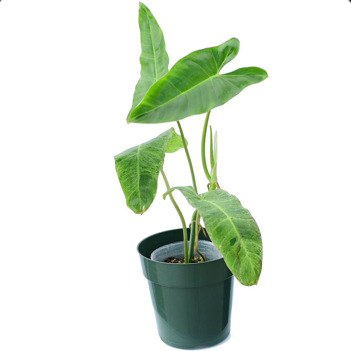 Paraiso Verde In Vitro Tissue high quality Culture - US SELLER Plants 5 or 10 plants