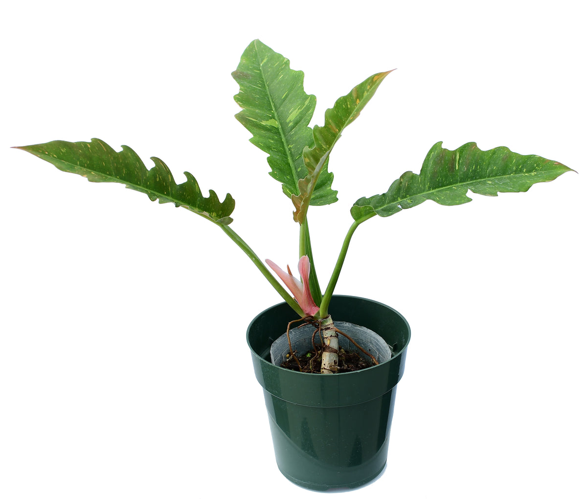 philodendron ring of fire vs jungle boogie Philodendron Ring of Fire (seedling) — Ecuagenera USA Corp