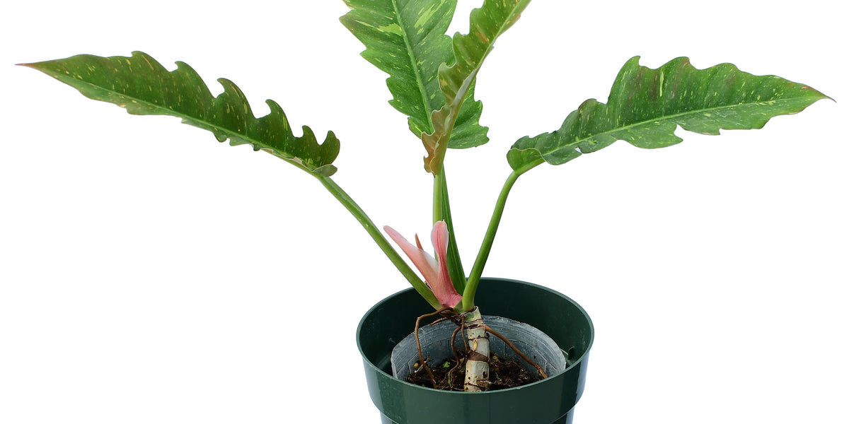 philodendron ring of fire ableger Philodendron Ring of Fire (seedling) — Ecuagenera USA Corp