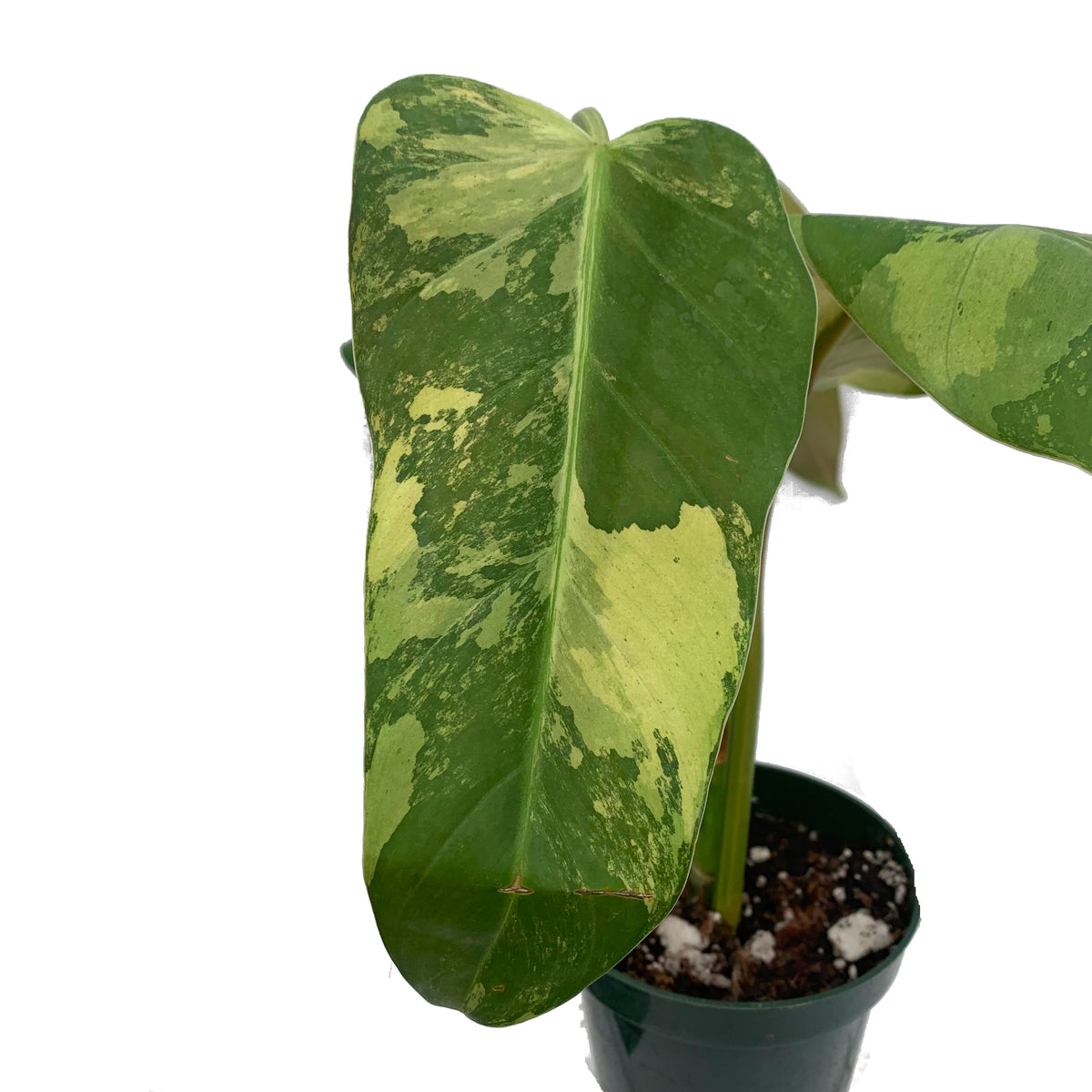 philodendron alba Philodendron Whipple Way — Ecuagenera USA Corp