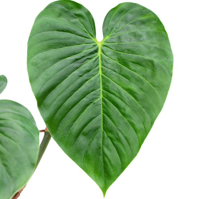 philodendron serpens x verrucosum Philodendron Ecuagenera Vibes — Ecuagenera USA Corp